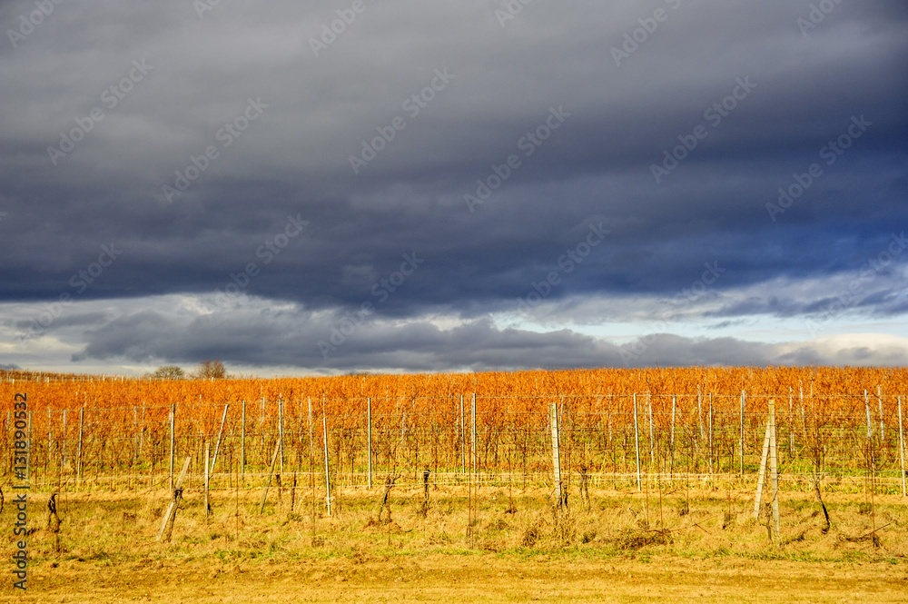 Weingarten im Winter mit dunklen Wolken