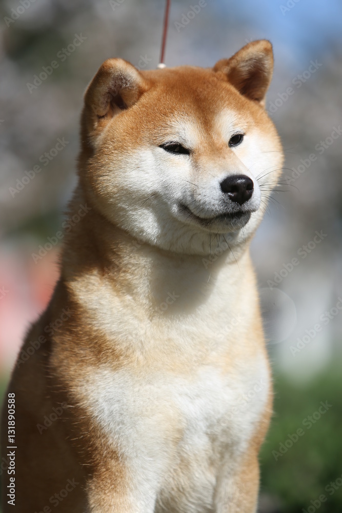 Portrait of Shiba dog outdoors