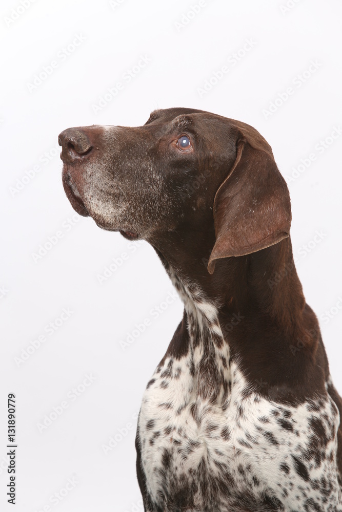 Old dog portrait, german pointer 