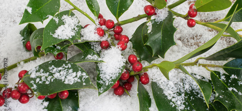 Winter theme with holly in snow (Ilex aquifolium).