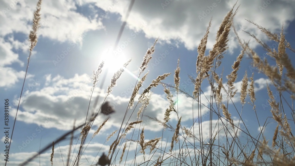 dry grass on a background of blue sky in the ears of nature landscape dry grass on a background of blue sky in the ears of nature landscape