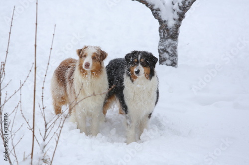 Fototapeta Naklejka Na Ścianę i Meble -  Dogs playing in the snow