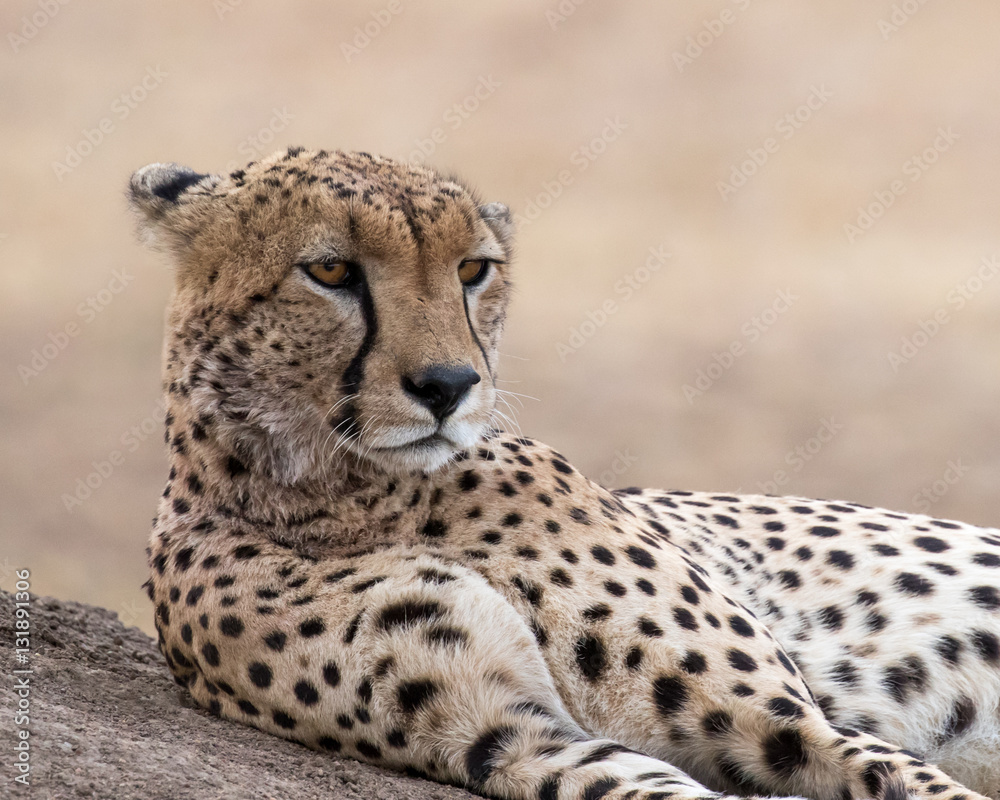Head shot of a Cheetah lying on an ant mound with golden grass in the background. Taken in Kenya. Head shot of a Cheetah lying on an ant mound with golden grass in the background. Taken in Kenya.