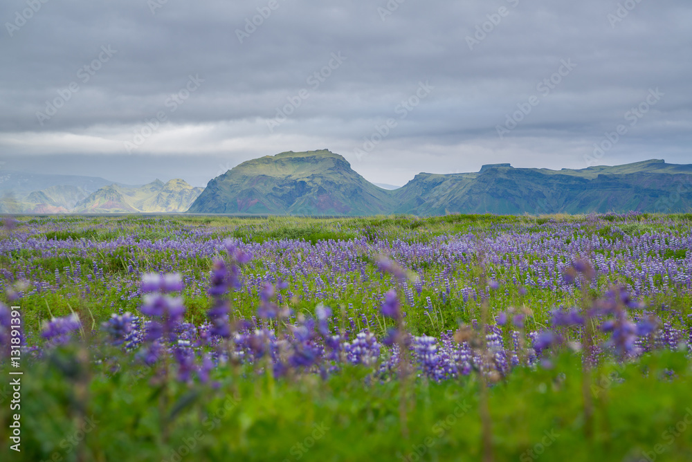 Obraz premium Wild Lupine growing in Iceland 