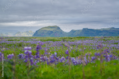 Wild Lupine growing in Iceland 
