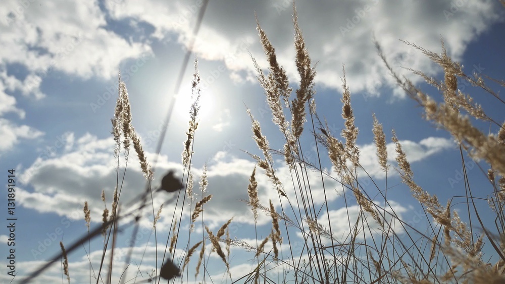 dry grass on a background of blue sky in the ears of nature landscape dry grass on a background of blue sky in the ears of nature landscape