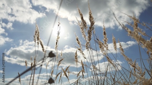 dry grass on a background of blue sky in the ears of nature landscape