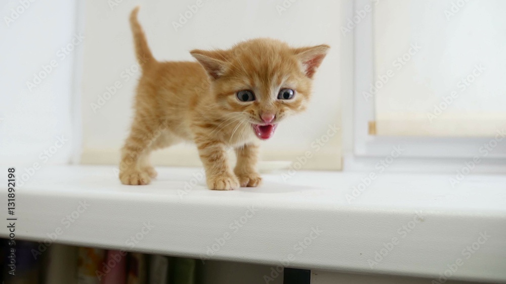ginger cat kitten walking on the windowsill in the house