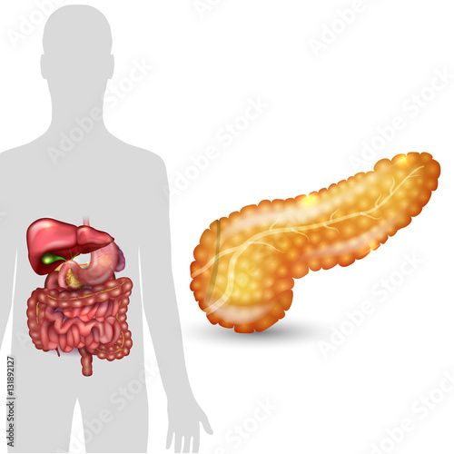Pancreas anatomy and human silhouette with internal organs, gallbladder, intestine, stomach and spleen on a white background