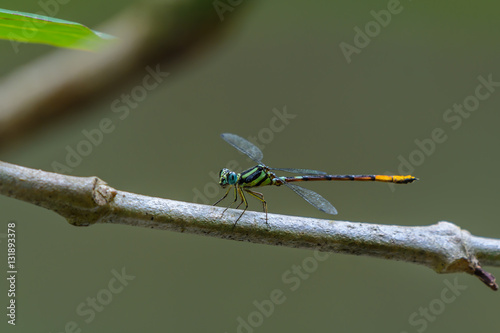 Rhinagrion viridatum, beautiful dragonfly on branch.