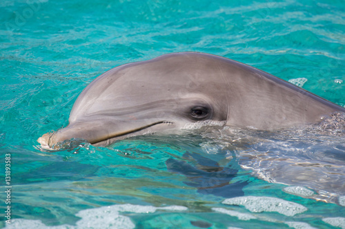 Delfin im Meer