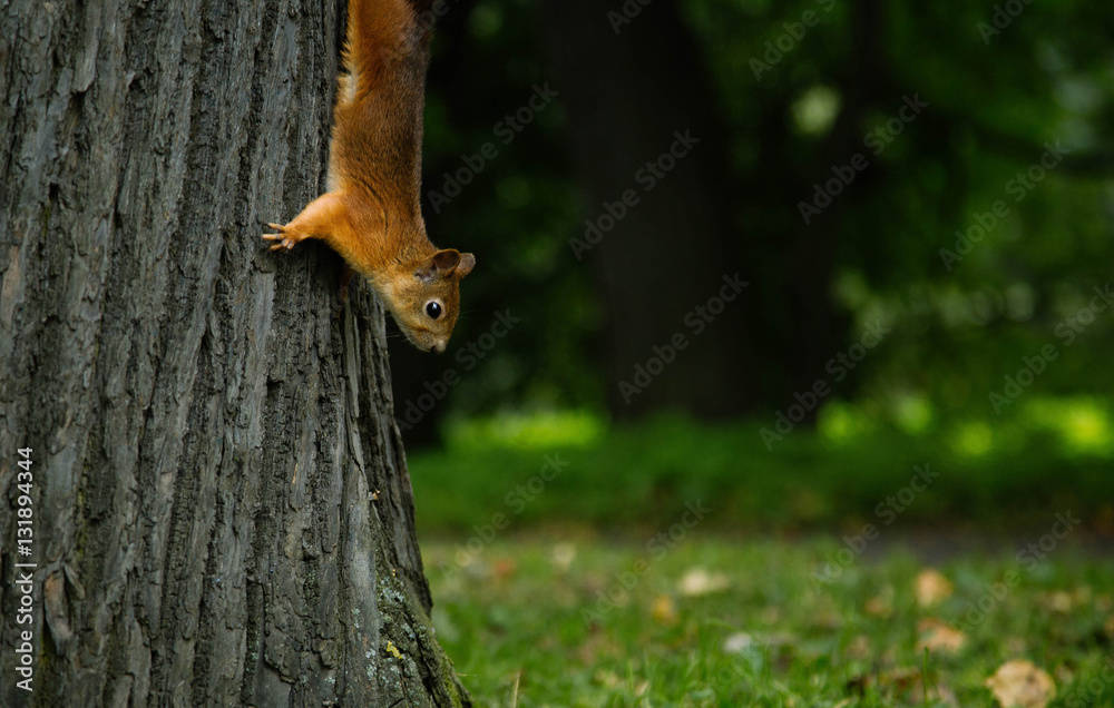 Red squirell close up Sciurus vulgaris Red squirell close up Sciurus vulgaris
