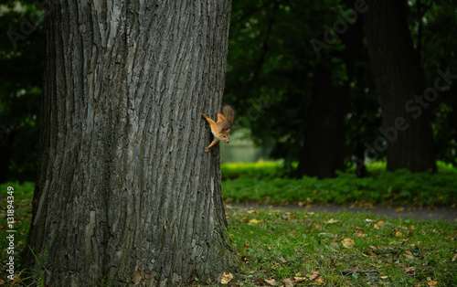 Red squirell close up Sciurus vulgaris