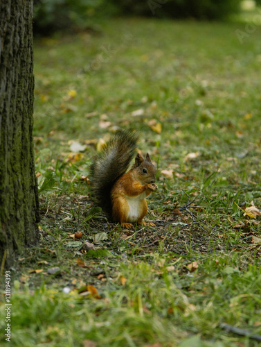 Red squirell close up Sciurus vulgaris