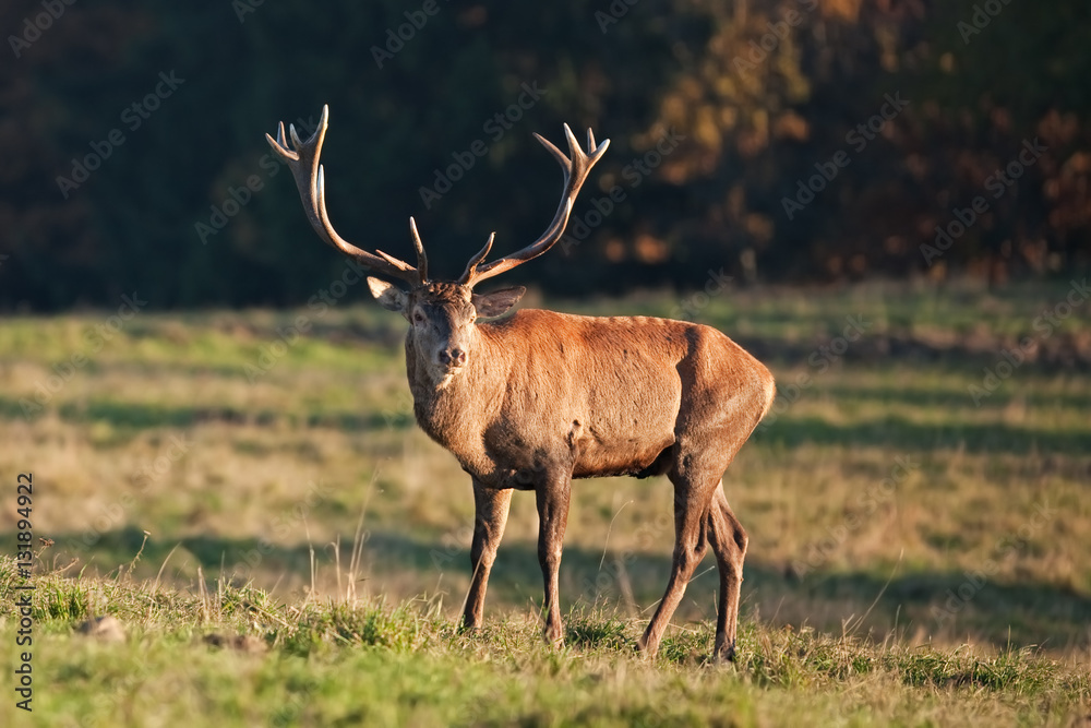 red deer, cervus elaphus, Czech republic red deer, cervus elaphus, Czech republic