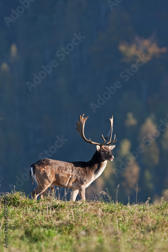 fallow deer, dama dama, czech republic © prochym