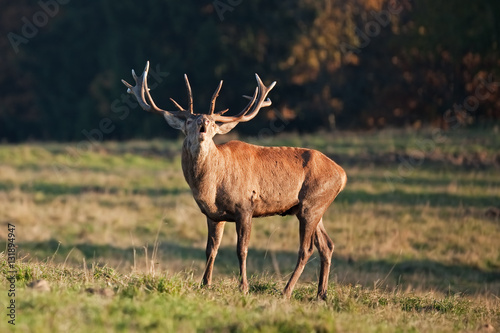 red deer  cervus elaphus  Czech republic