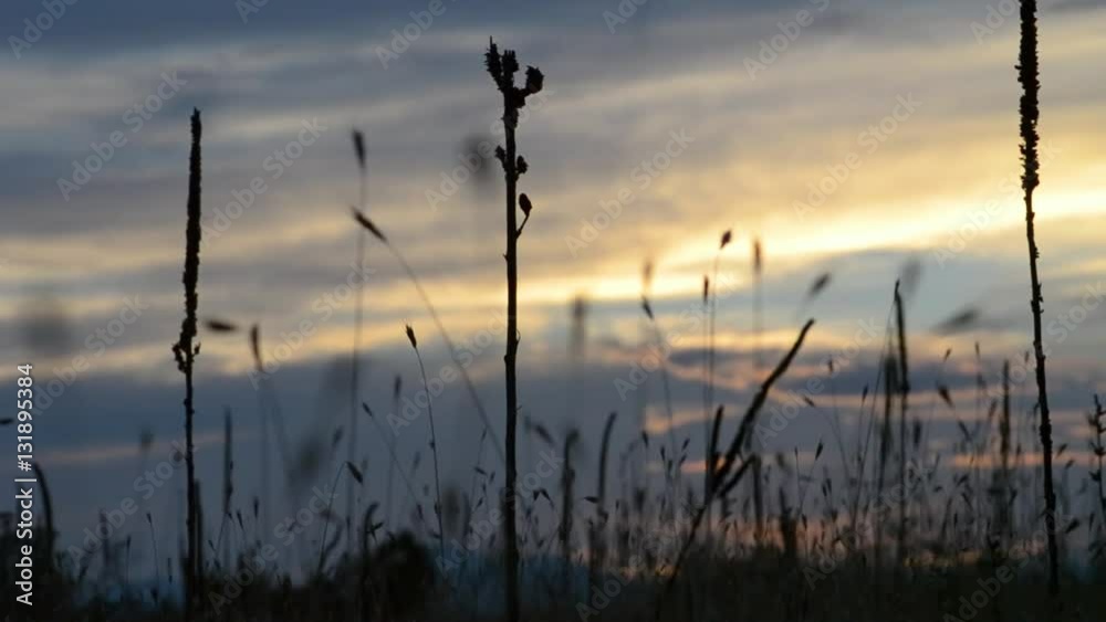 Prairie Sunset Plants Prairie Sunset Plants