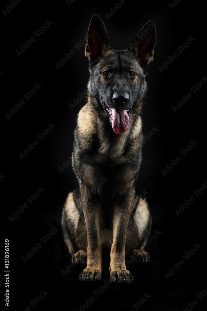 Portrait of a young female multi-coloured German Shepherd dog