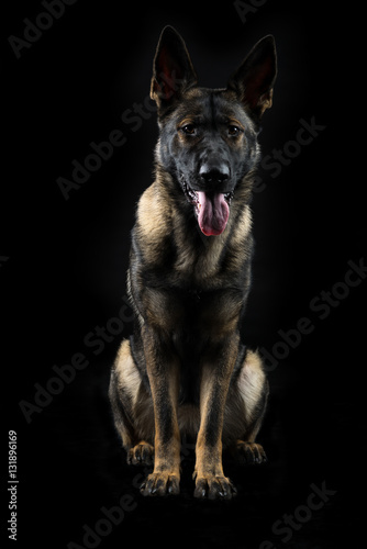 Portrait of a young female multi-coloured German Shepherd dog