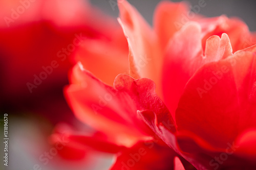 Colorful  beautiful  delicate rose petals 
