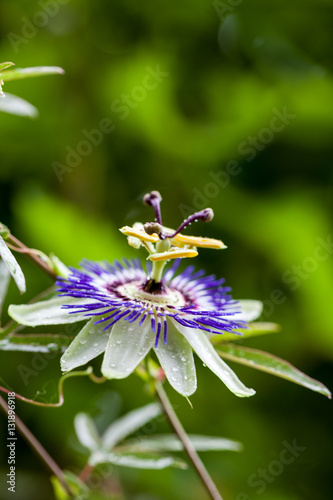 Passion flower (Passiflora incarnata) with details