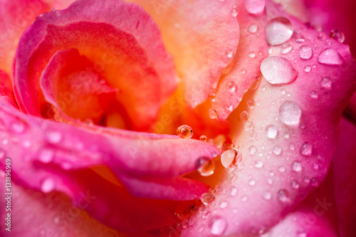 Colorful, beautiful, delicate rose petals and water drops