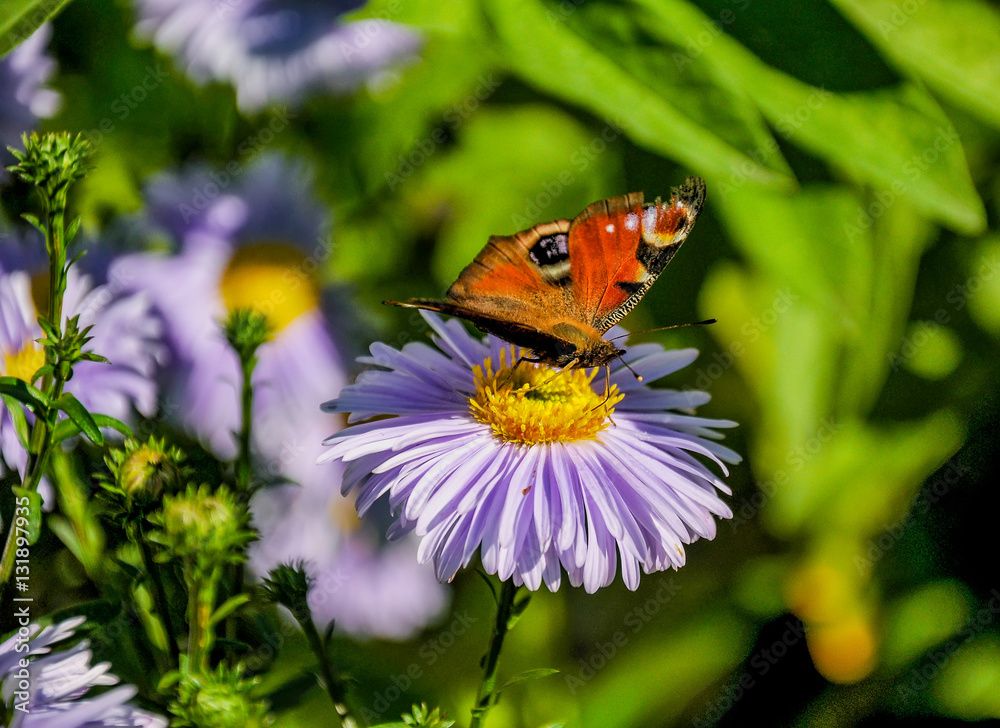 The butterfly of peacock The butterfly of peacock