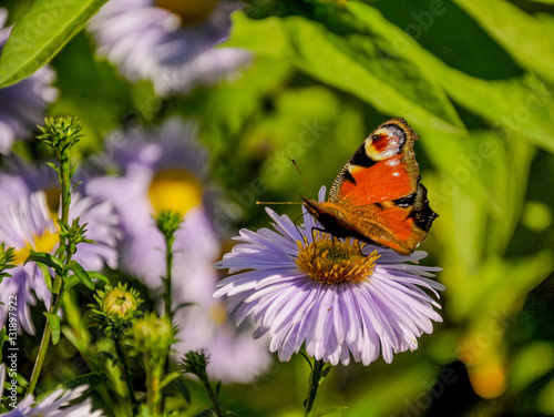 The butterfly of peacock