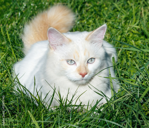 Fotografie Cat breed Turkish Van (Vankedisi) or Turkish Angora