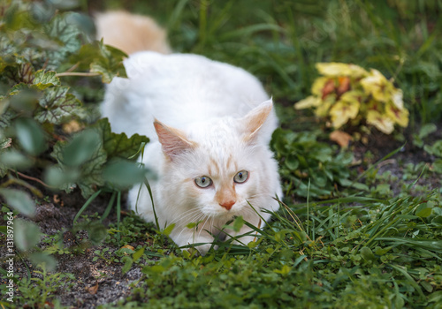 Φωτογραφία Cat breed Turkish Vankedisi or Turkish Angora