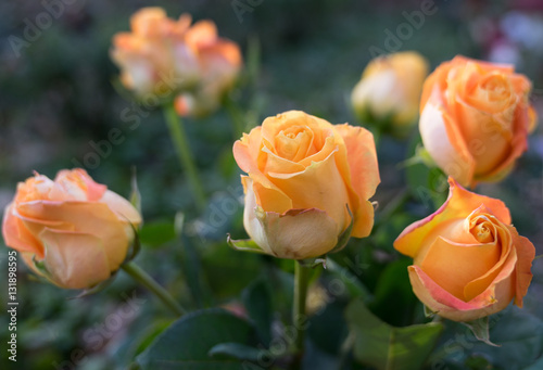 orange Rosen f  r Hochzeit oder Trauerfall