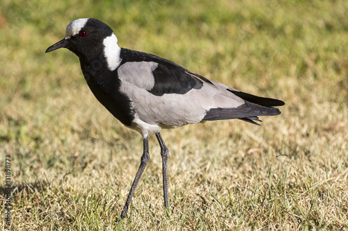 Blacksmith Lapwing (Vanellus armatus). South Africa, Johannesburg suburban photo