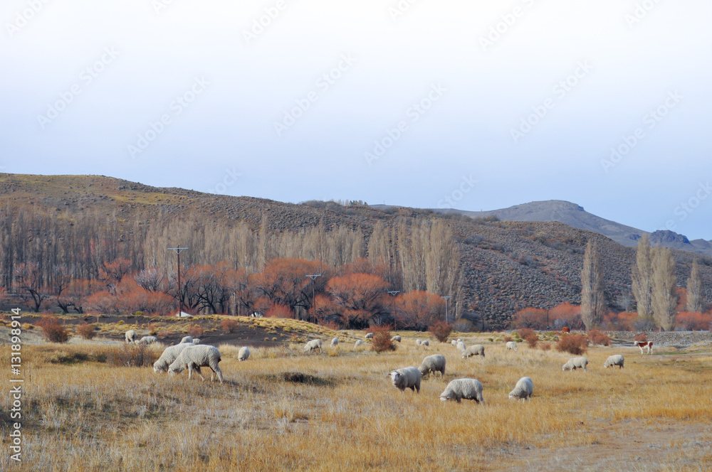 flock of sheeps grazin at Patagonian Landscape, Neuquen, Argentina