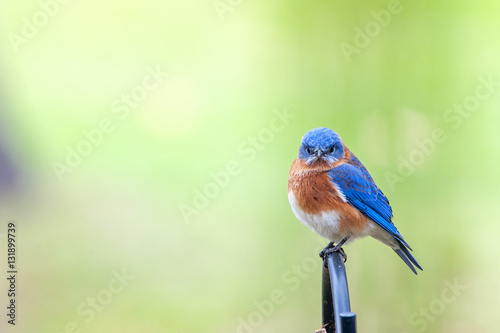 Eastern Bluebird