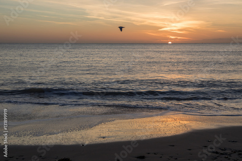 bird flying across bay at sunrise