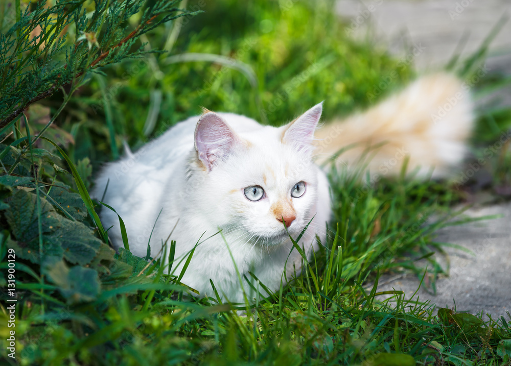 Wall Mural Cat breed Turkish Vankedisi or Turkish Angora