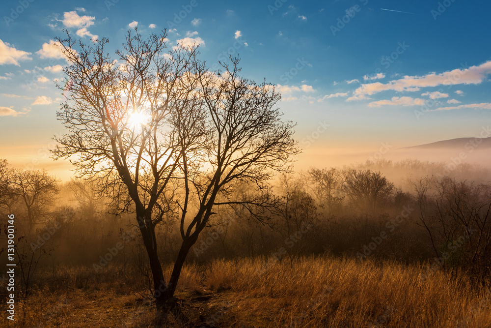 Gold sunset over a foggy forest (The Matras, Hungary)