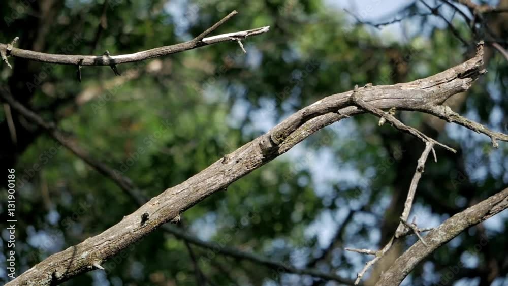 Red-bellied woodpecker in slow motion hops off of dead tree branch. Red-bellied woodpecker in slow motion hops off of dead tree branch.