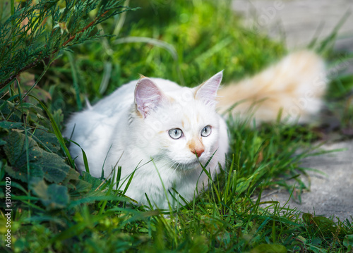 Quadro em tela Cat breed Turkish Vankedisi or Turkish Angora