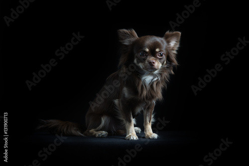 Male long-haired Chihuahua in black background © Leoniek