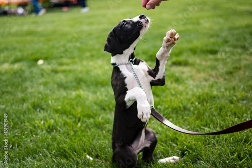 Great Dane puppy 'paws' for a treat in green grass