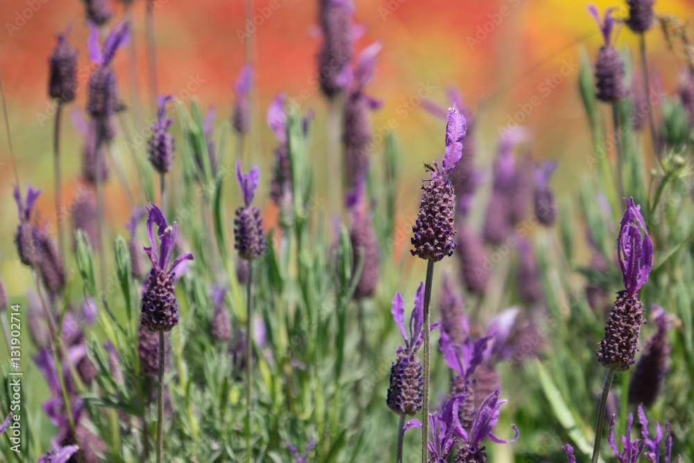 Obraz premium North Africa,Morocco,Taounate, spring flowers bloom.Verbena, Coreopsis, Atlantic Poppy(papaver Atlanticum), lavender, Statice, Mountain Bluet and cornflower.