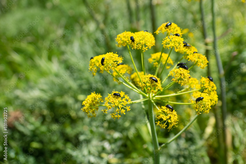 North Africa,Morocco,Taounate, spring flowers with many insects. North Africa,Morocco,Taounate, spring flowers with many insects.