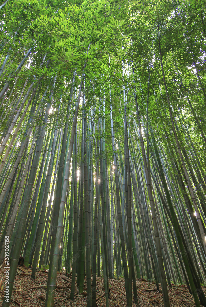 Dense bamboo forest in Damyang-gun, Korea (Juknokwon) Dense bamboo forest in Damyang-gun, Korea (Juknokwon)