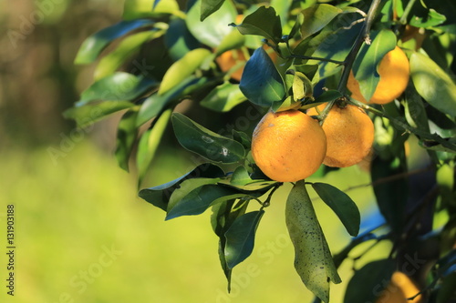 橙