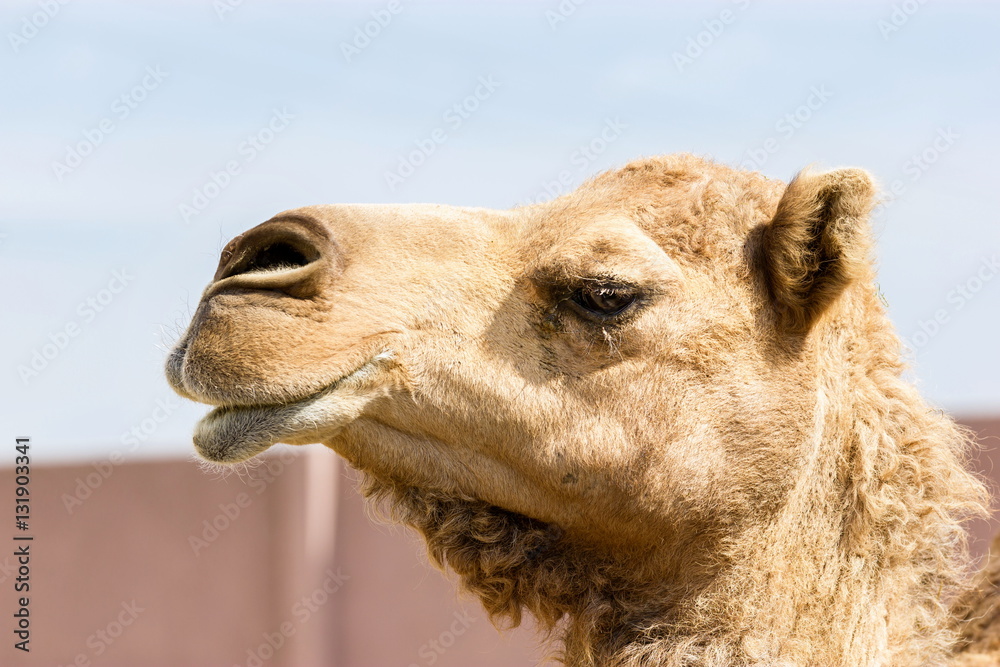 Fototapeta premium The ancient camel question is: One hump or two? Arabian camels, also known as dromedaries, have only one hump, but they employ it to great effect. The hump stores up to 80 pounds, 36 kilograms of fat