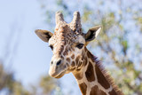 Portrait of a giraffe. Here you can clearly see its horns and large eyes and typical giraffe pattern.