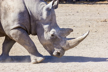 Fototapete Nashorn Sowohl schwarze als auch weiße Nashörner sind tatsächlich grau. Sie unterscheiden sich nicht in der Farbe, sondern in der Lippenform. Das Spitzmaulnashorn hat eine spitze Oberlippe, während sein weißer Verwandter eine eckige Lippe hat.  © Hummingbird Art