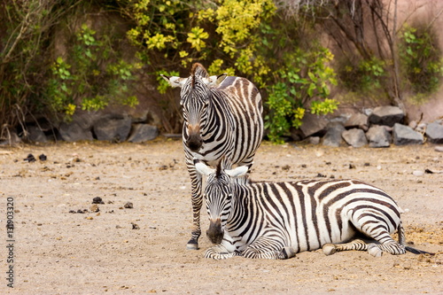 The plains zebra is the most common  and has or had about six subspecies distributed across much of southern and eastern Africa. Each animal stripes are unique as fingerprints  none are exactly alike